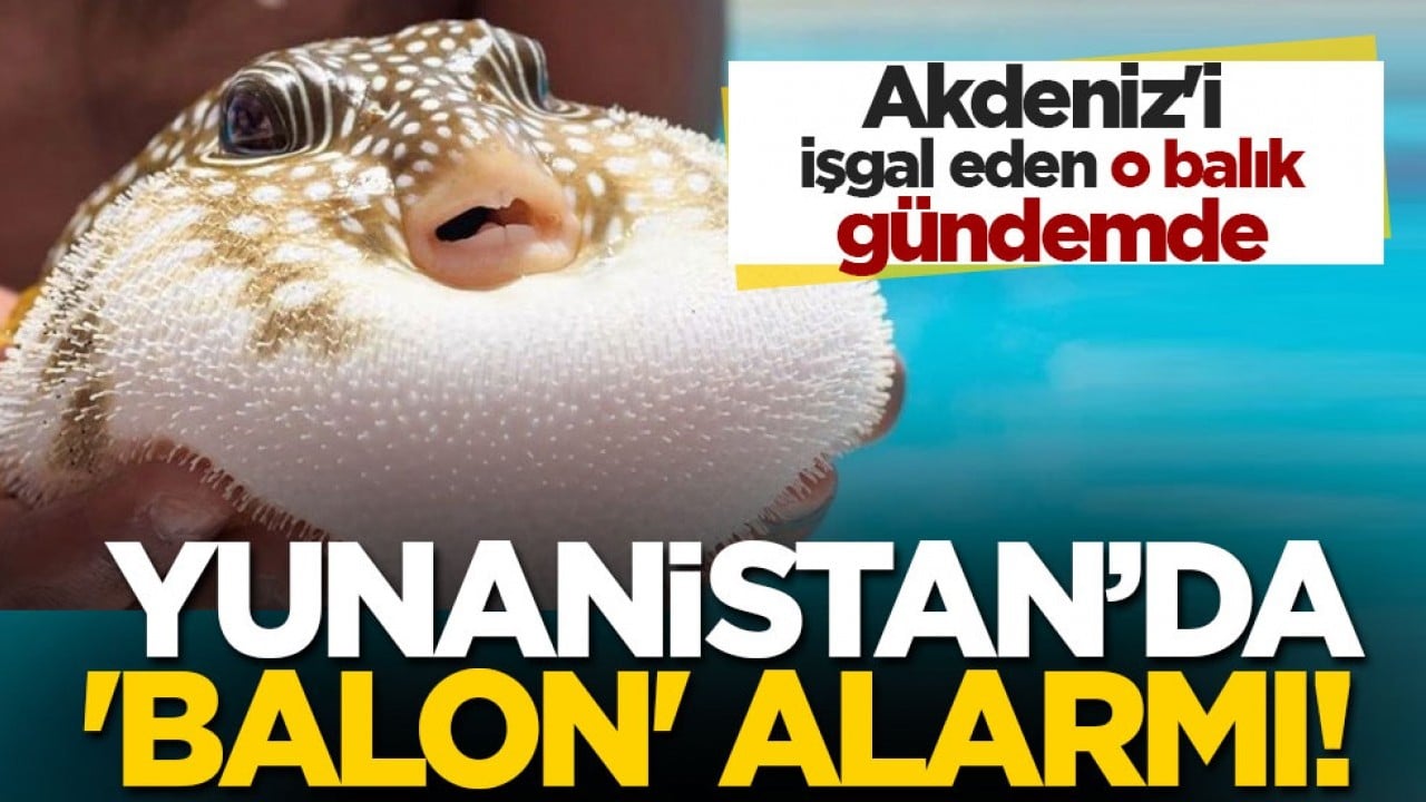Akdeniz'i işgal eden o balık gündemde... Yunanistan'da 'balon' alarmı!