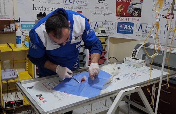 Foto - Akılalmaz olay! Büyü için kedinin patisini kesmişler