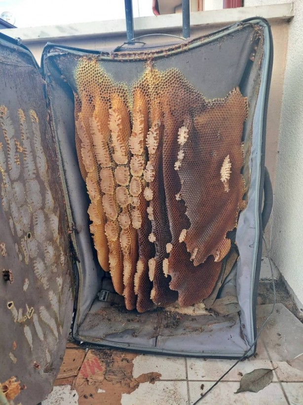 Akıllara durgunluk veren olay Düzce’de yaşandı! Seyahat için evdeki valizini açan adam hayatının şokunu yaşadı! Eliyle zor kaldırdı, kilolarca ağırlıkta