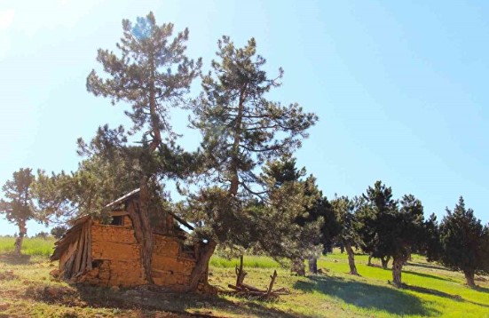 Foto - Akıllara durgunluk veren olay! Evin duvarından bakın ne çıktı