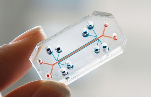 Foto - Akıllı telefonlar küçülmeye devam ediyor! Kredi kartı kadar küçük olacak