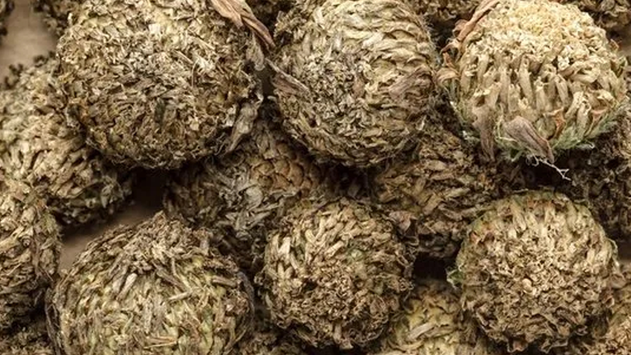 Foto - Akırı karha: Arap ülkelerinde yetişen bitki! Günde 1-2 kez bunu yapın, geçit yok!