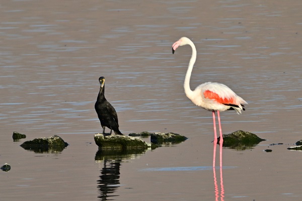 Foto - Akkaya Barajı gölü flamingolarla başka güzel