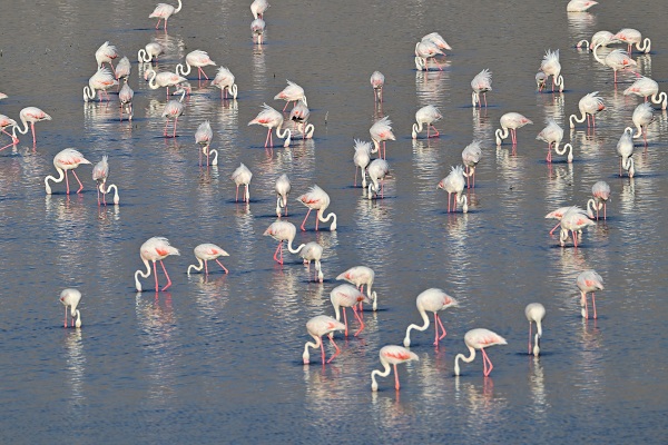 Foto - Akkaya Barajı gölü flamingolarla başka güzel
