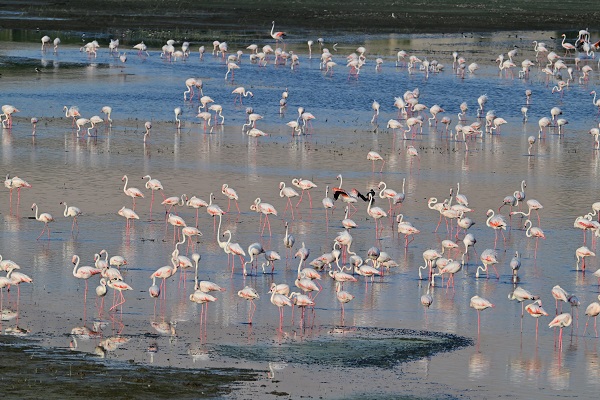 Foto - Akkaya Barajı gölü flamingolarla başka güzel