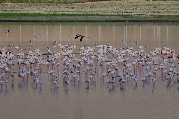 Foto - Akkaya Barajı gölü flamingolarla başka güzel