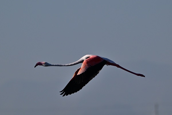 Foto - Akkaya Barajı gölü flamingolarla başka güzel