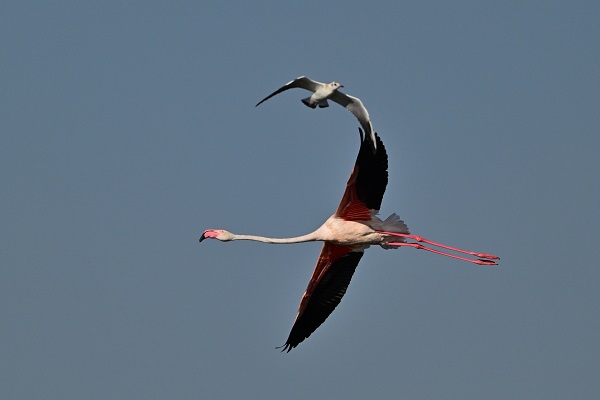 Foto - Akkaya Barajı gölü flamingolarla başka güzel