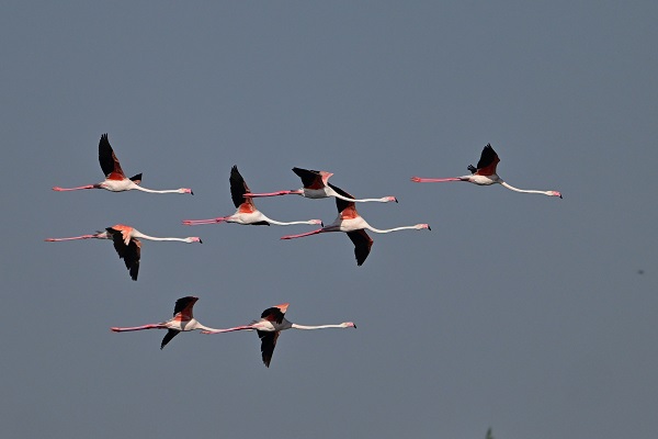 Foto - Akkaya Barajı gölü flamingolarla başka güzel