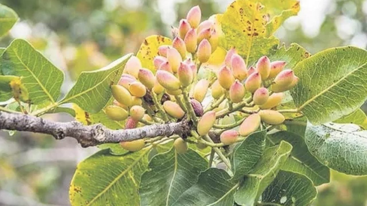 Foto - Aklımıza gelen ilk lezzetlerden olan Antep fıstığını mutfakta böyle değerlendirin