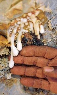 Foto - Aklınıza gelebilecek her hastalığa faydası var, duyan şaşırıyor! Türk uzmanı: nefes kesen besin, hiç eksik etmeyin!