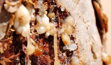 Foto - Aklınıza gelebilecek her hastalığa faydası var, duyan şaşırıyor! Türk uzmanı: nefes kesen besin, hiç eksik etmeyin!