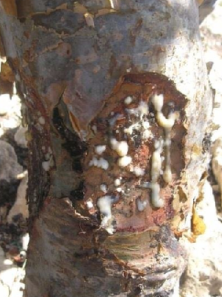 Aklınıza gelebilecek her hastalığa faydası var, duyan şaşırıyor! Türk uzmanı: nefes kesen besin, hiç eksik etmeyin!