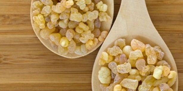 Foto - Aklınıza gelebilecek her hastalığa faydası var: iltihap karşıtı, bitiren rakip altın aday! Herkesin gözü onda tonlarca alıyorlar