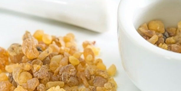 Foto - Aklınıza gelebilecek her hastalığa faydası var: iltihap karşıtı, bitiren rakip altın aday! Herkesin gözü onda tonlarca alıyorlar