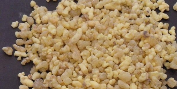 Foto - Aklınıza gelebilecek her hastalığa faydası var: iltihap karşıtı, bitiren rakip altın aday! Herkesin gözü onda tonlarca alıyorlar