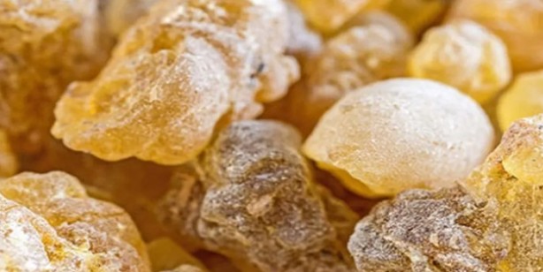 Aklınıza gelebilecek her hastalığa faydası var: iltihap karşıtı, bitiren rakip altın aday! Herkesin gözü onda tonlarca alıyorlar