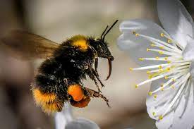 Foto - Akrep, arı, yılan ve deniz canlısı ısırdığında ne yapılmalı? Sürekli kaza yaşayanalar, hazır olun çare bulundu
