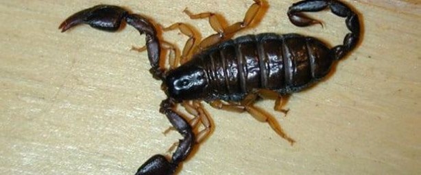 Foto - Akrep, arı, yılan ve deniz canlısı ısırdığında ne yapılmalı? Sürekli kaza yaşayanalar, hazır olun çare bulundu