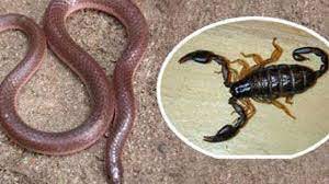 Akrep, arı, yılan ve deniz canlısı ısırdığında ne yapılmalı? Sürekli kaza yaşayanalar, hazır olun çare bulundu