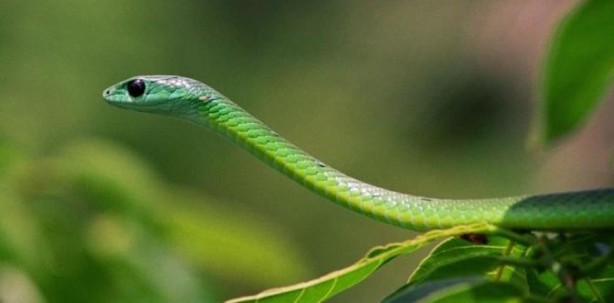 Foto - Akrep, arı, yılan ve deniz canlısı ısırdığında ne yapılmalı? Sürekli kaza yaşayanalar, hazır olun çare bulundu