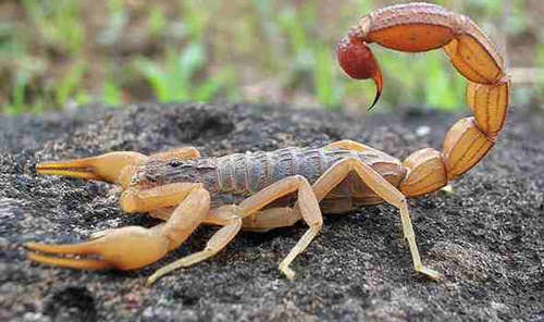 Foto - Akrep sokarsa bunu yapın