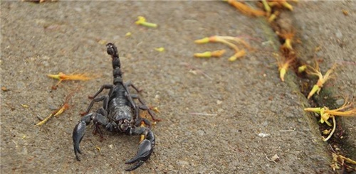 Akrep sokarsa bunu yapın