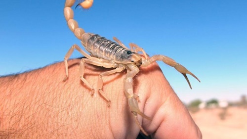 Foto - Akrep sokarsa bunu yapın