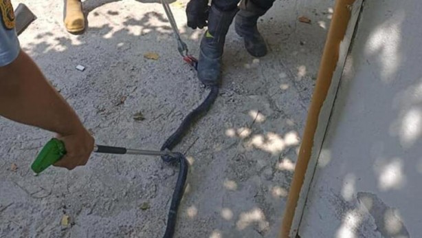 Foto - Akrep ve yılan paniği! Onlarca kişi hastanelerde acile koştu