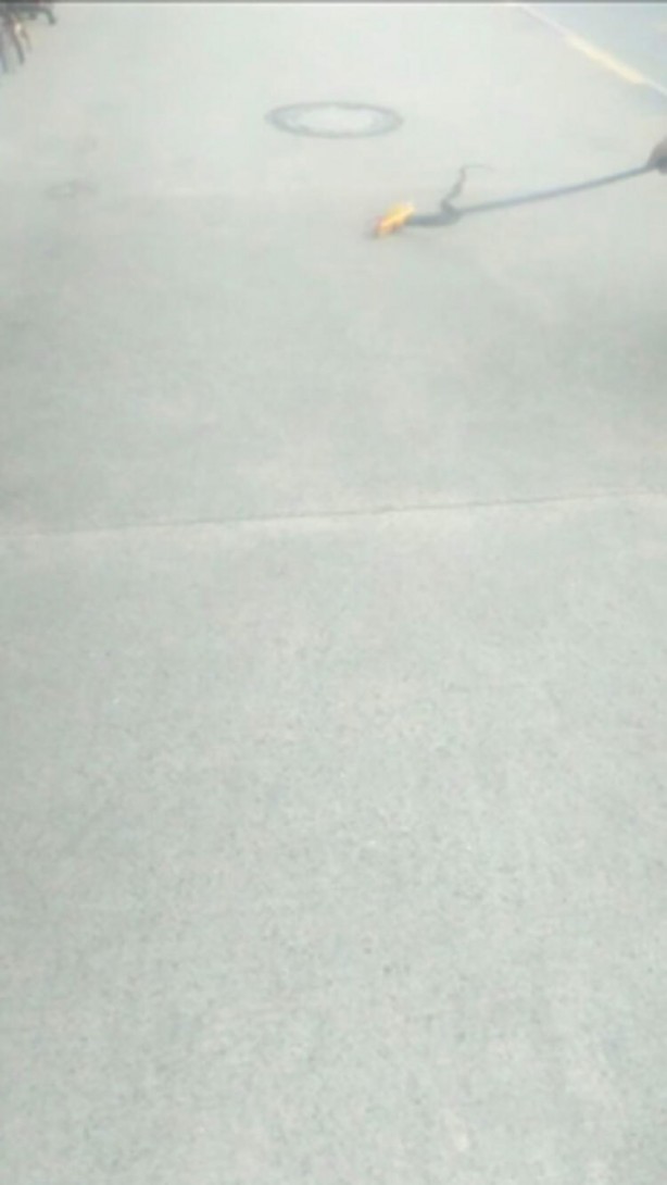 Foto - Akrep ve yılan paniği! Onlarca kişi hastanelerde acile koştu