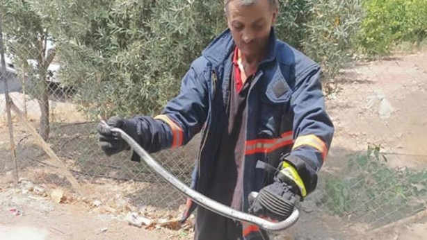 Foto - Akrep ve yılan paniği! Onlarca kişi hastanelerde acile koştu