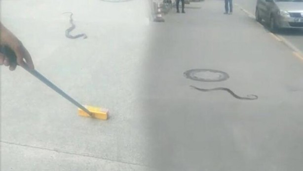 Foto - Akrep ve yılan paniği! Onlarca kişi hastanelerde acile koştu