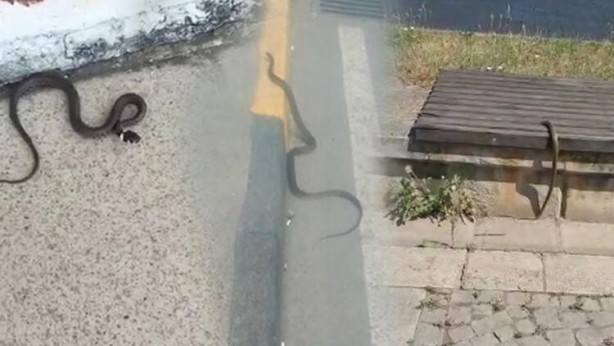 Foto - Akrep ve yılan paniği! Onlarca kişi hastanelerde acile koştu