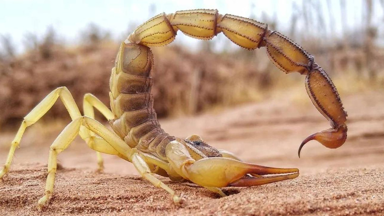 Akreplerin ölümcül sırrı ne açıkladılar! Ezber bozan gerçek... Herkes şaşırdı
