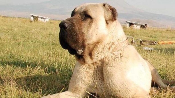 Foto - 'Aksaray Malaklısı'nın fiyatı dudak uçuklattı! 