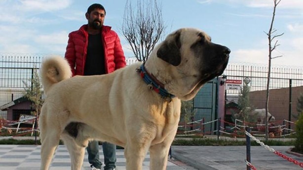 Foto - 'Aksaray Malaklısı'nın fiyatı dudak uçuklattı! 
