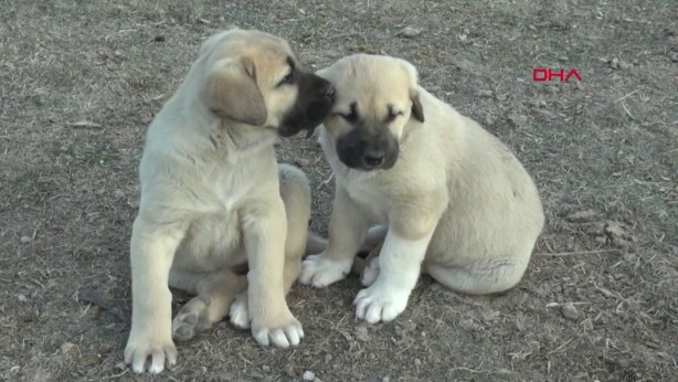 Foto - 'Aksaray Malaklısı'nın fiyatı dudak uçuklattı! 