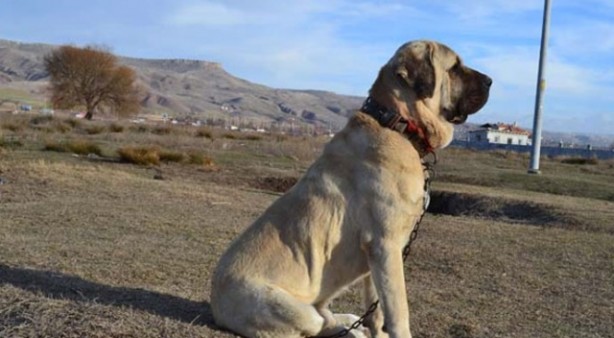 Foto - 'Aksaray Malaklısı'nın fiyatı dudak uçuklattı! 