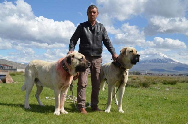 Foto - 'Aksaray Malaklısı'nın fiyatı dudak uçuklattı! 