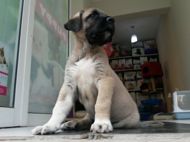 Foto - 'Aksaray Malaklısı'nın fiyatı dudak uçuklattı! 