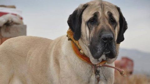 Foto - 'Aksaray Malaklısı'nın fiyatı dudak uçuklattı! 