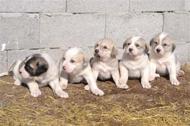Foto - 'Aksaray Malaklısı'nın fiyatı dudak uçuklattı! 