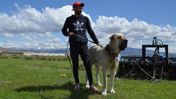 Foto - 'Aksaray Malaklısı'nın fiyatı dudak uçuklattı! 