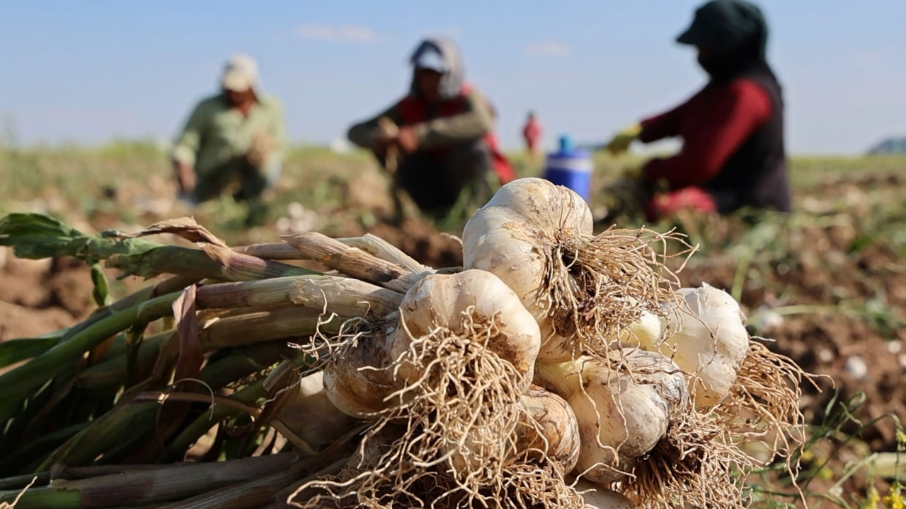 Aksaray’dan Rusya’ya başlayan yolculuk! Antibiyotiğe dönüşen ata tohumu