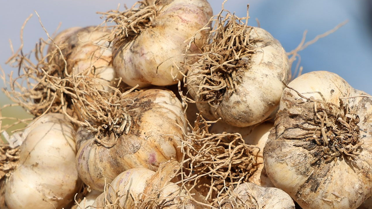 Foto - Aksaray’dan Rusya’ya başlayan yolculuk! Antibiyotiğe dönüşen ata tohumu