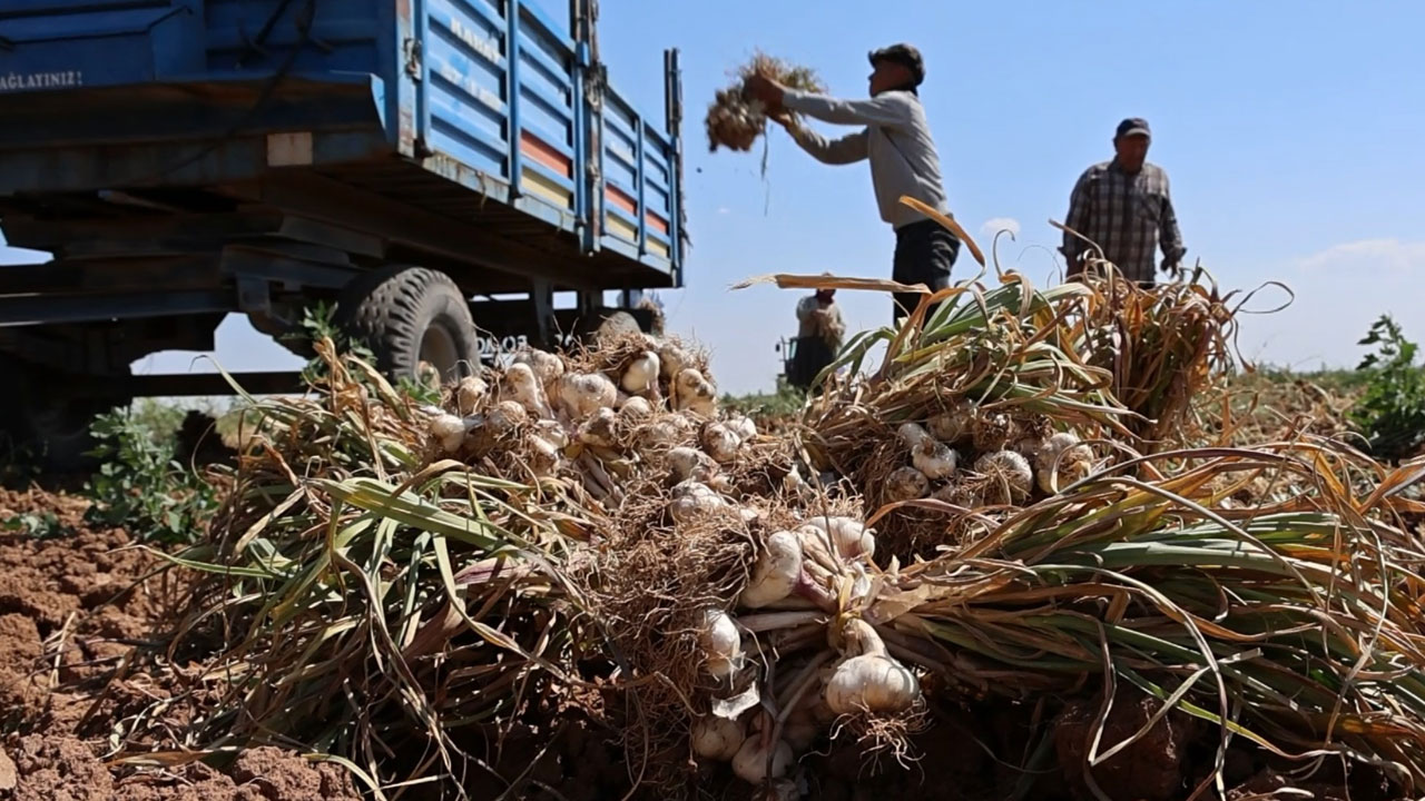 Foto - Aksaray’dan Rusya’ya başlayan yolculuk! Antibiyotiğe dönüşen ata tohumu