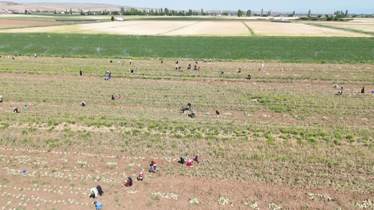 Foto - Aksaray’dan Rusya’ya başlayan yolculuk! Antibiyotiğe dönüşen ata tohumu