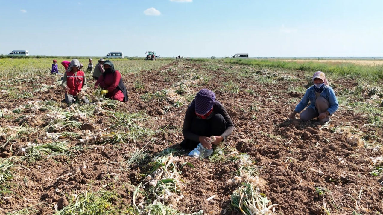 Foto - Aksaray’dan Rusya’ya başlayan yolculuk! Antibiyotiğe dönüşen ata tohumu