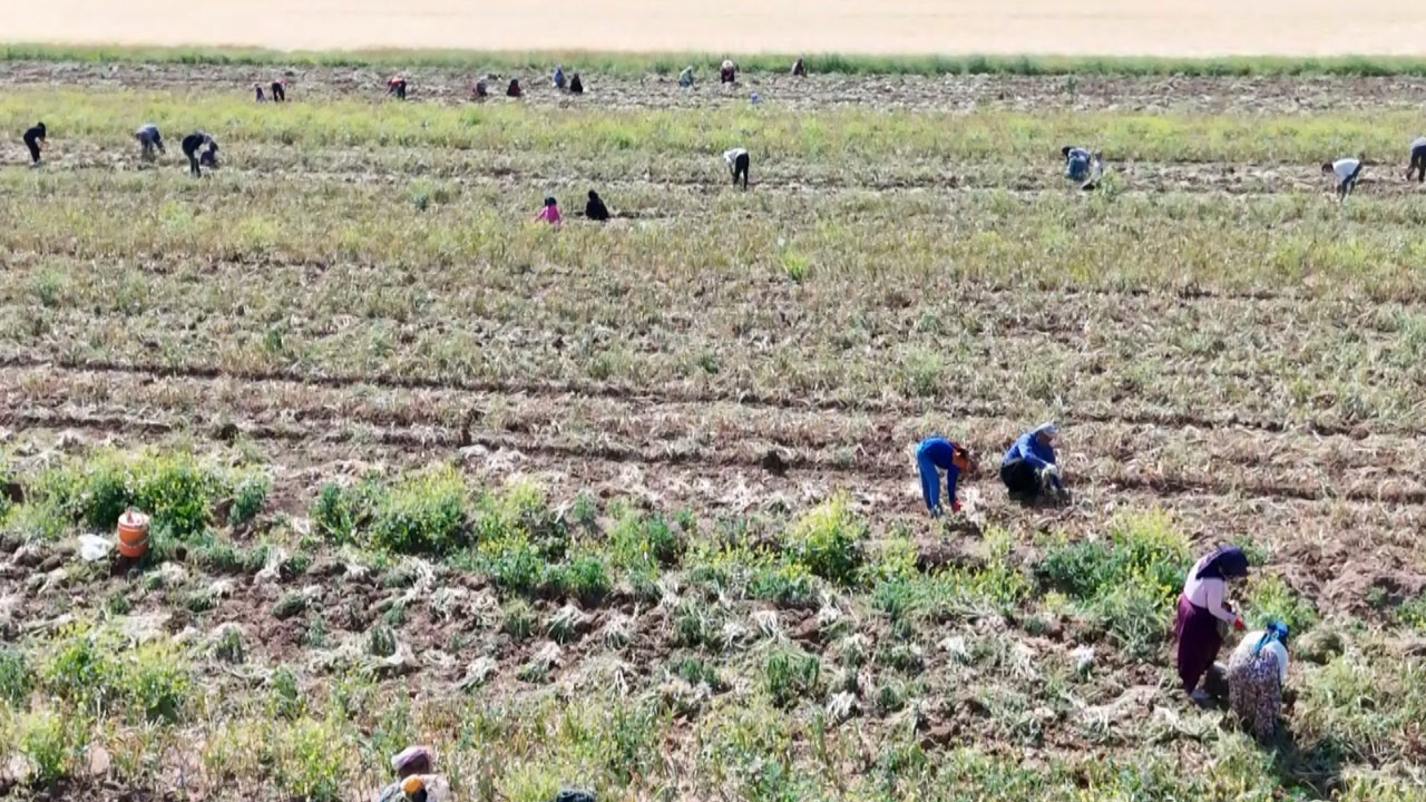 Foto - Aksaray’dan Rusya’ya başlayan yolculuk! Antibiyotiğe dönüşen ata tohumu