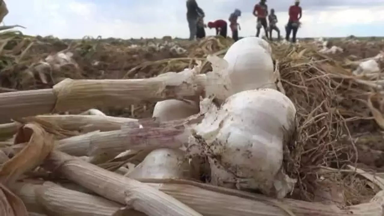 Aksaray'ın organik sarımsağı Rusya ve Almanya'ya kilo kilo satılıyor: Yurtdışından talep arttı! Öyle bir şey ki...